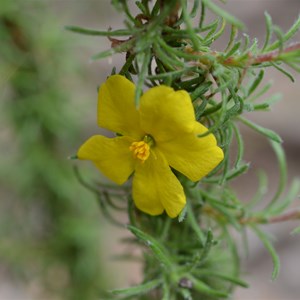 Hibbertia fasciculata 