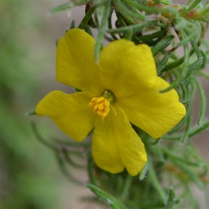 Hibbertia fasciculata 