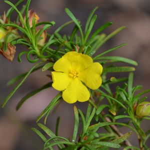 Hibbertia fasciculata 