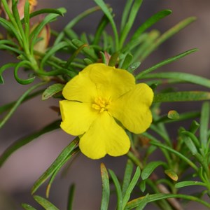 Hibbertia fasciculata 