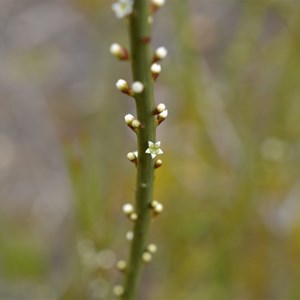 Choretrum spicatum 