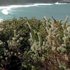 Foliage of woollybush near Albany, WA