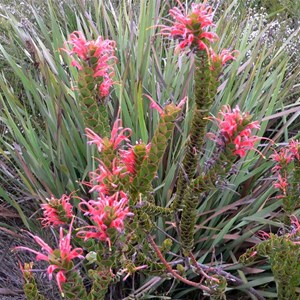 Adenanthos obovatus or Basket Flower near Albany, WA