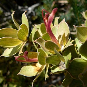 Adenanthos venosus near Hopetoun WA