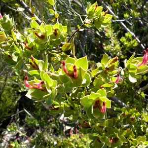 Adenanthos venosus near Hopetoun WA