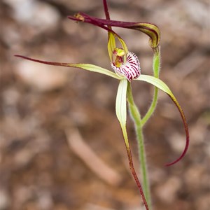 Coastal Spider Orchid