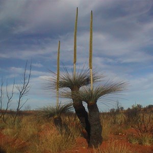 Xanthorrhoea - thorntonii