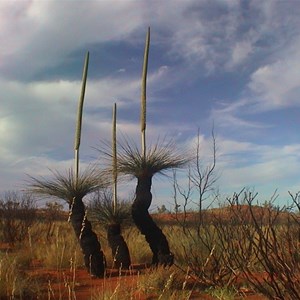 Xanthorrhoea - thorntonii