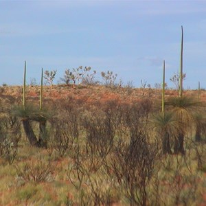 Xanthorrhoea - thorntonii