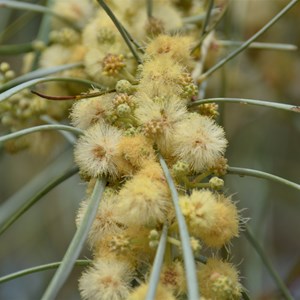 Acacia stenophylla