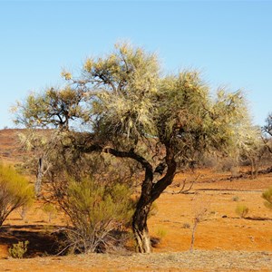 Hakea chordophylla