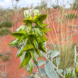 Rattlepod, Crotalaria cunninghamiana