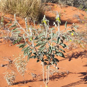 Crotalaria cunnighami # 1