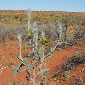 Crotalaria cunninghami # 2