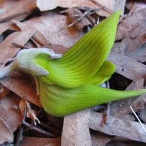 Crotalaria cunninghamii