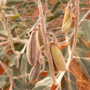 Seed pods of Crotalaria cunninghamii