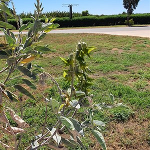 Green Bird Flower bush