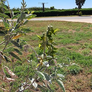 Green Bird Flower bush