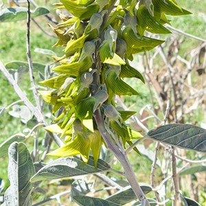 Green Bird Flower bush