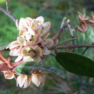 Shrubby Velvet-Bush, Grampians NP Vic