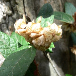 Shrubby Velvet-Bush, Grampians NP Vic