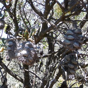 Cayley's Banksia - Banksia caleyi. 