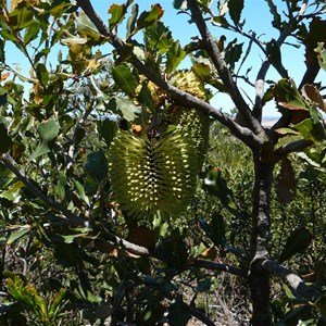 Cayley's Banksia - Banksia caleyi. 