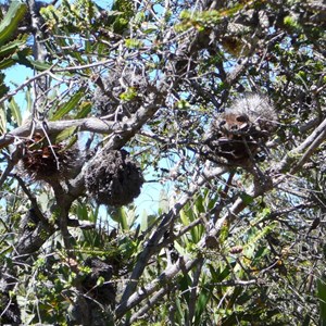 Tennis Ball Banksia - Banksia laevigata. 