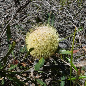 Tennis Ball Banksia - Banksia laevigata. 