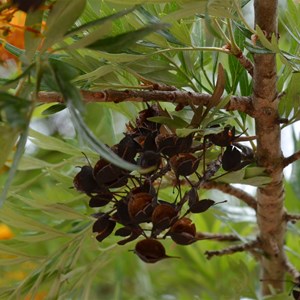 Silky Oak