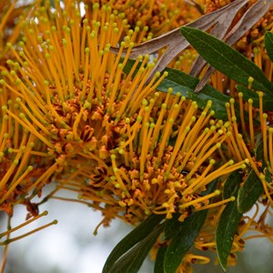 Silky Oak