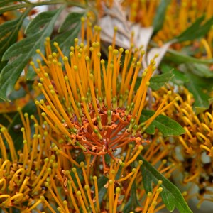 Silky Oak