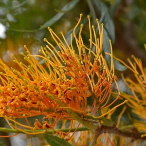 Silky Oak