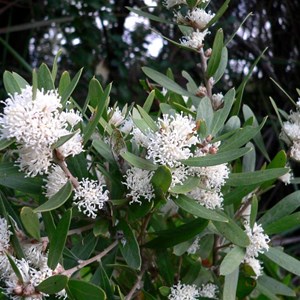 Hakea marginata, Peaceful Bay, WA