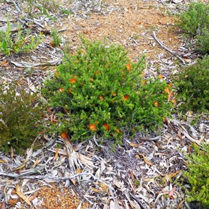 Beaufortia macrostemon