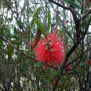 Lesser Bottlebrush - Callistemon phoeniceus. 