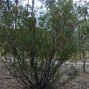 Lesser Bottlebrush - Callistemon phoeniceus. 