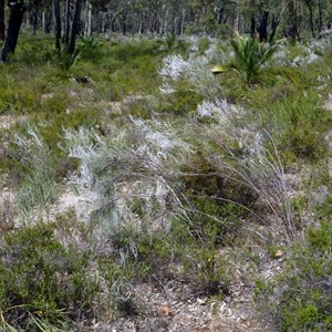 Common Smokebush - Conospermum stoechadis. 