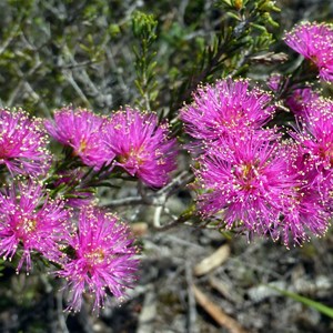 Melaleuca parviceps