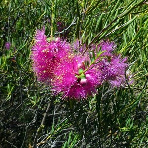 Graceful Honeymyrtle - Melaleuca radulal. 