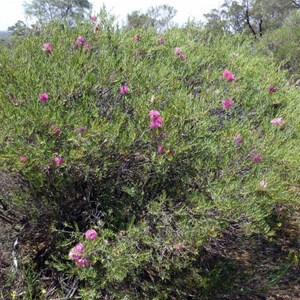 Graceful Honeymyrtle - Melaleuca radulal. 