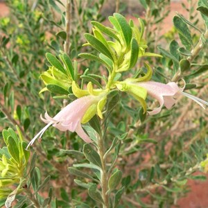 Eremophila. Emu Bush