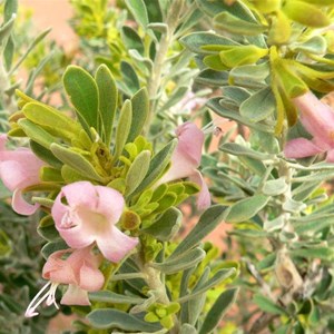 Eremophila