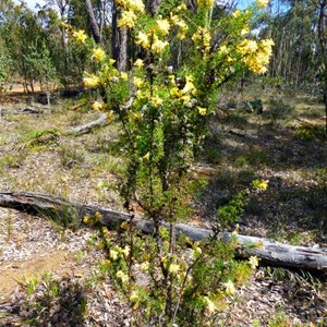 Petrophile striata