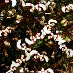 Stylidium eriopodum