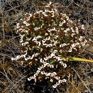 Stylidium eriopodum