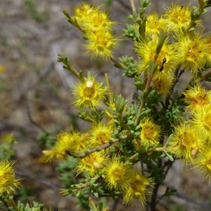 Verticordia acerosa