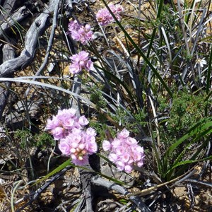 Plumed Featherflower - Verticordia plumosa