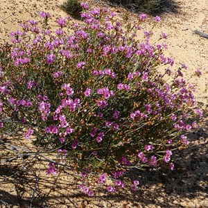 Painted Featherflower - Verticordia picta