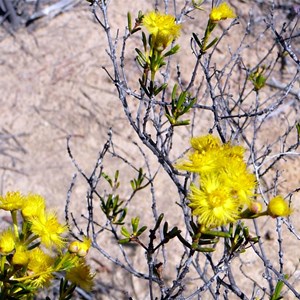 Verticordia chrysantha